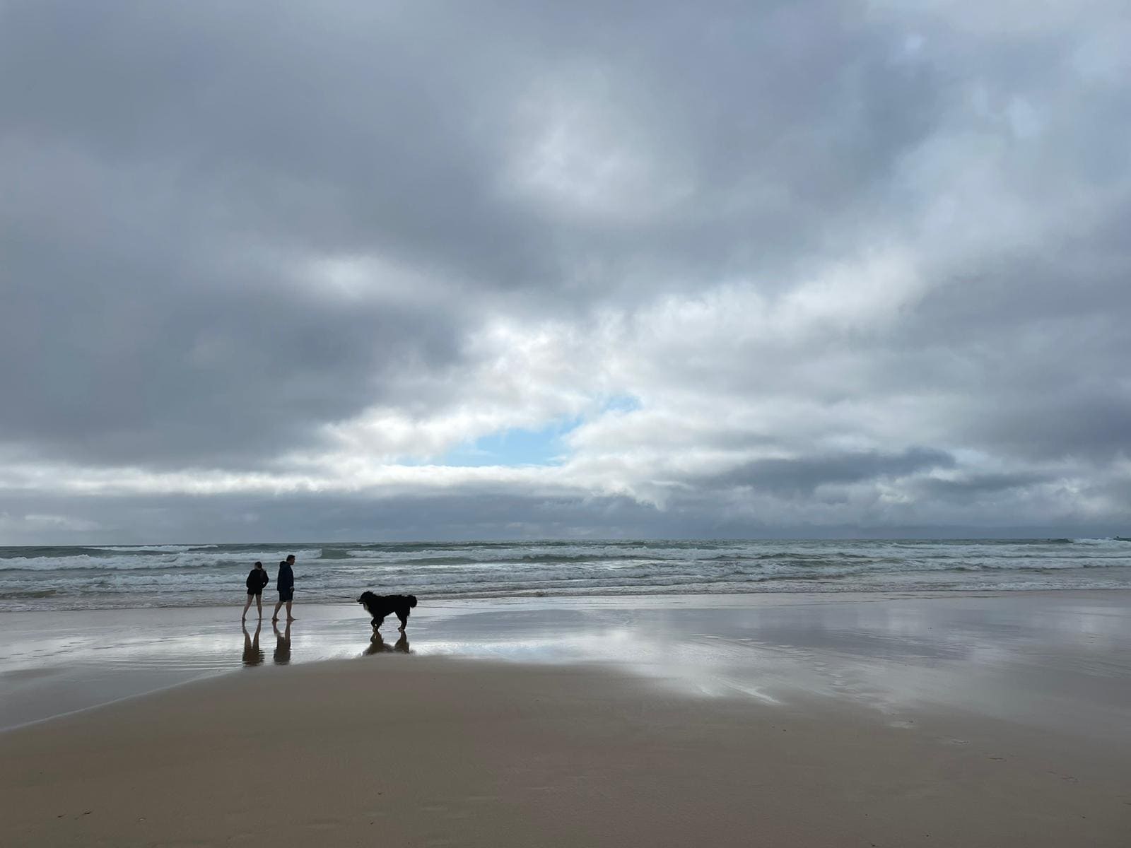 beach-dog