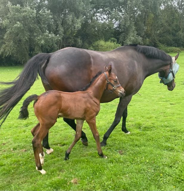Horses
